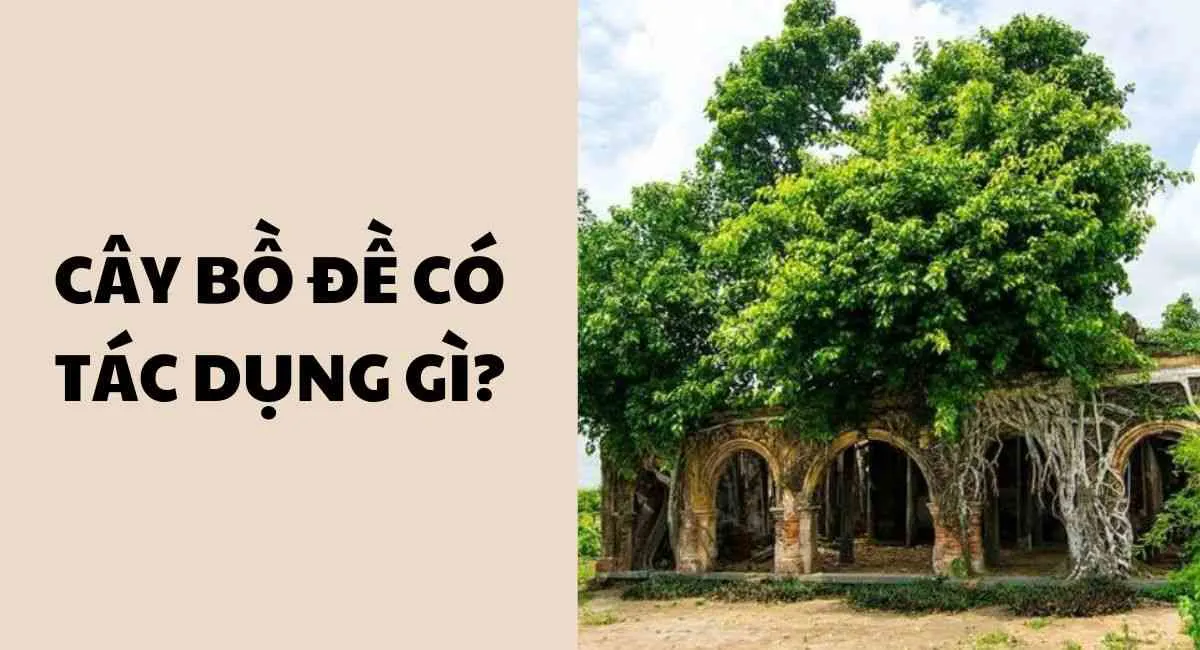 Cây bồ đề có tác dụng gì? Công dụng không tưởng chưa chắc bạn đã biết