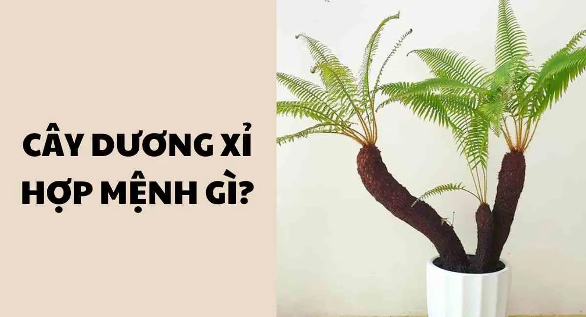 Cây dương xỉ hợp mệnh gì? Biết điều này sớm phát tài, hút lộc