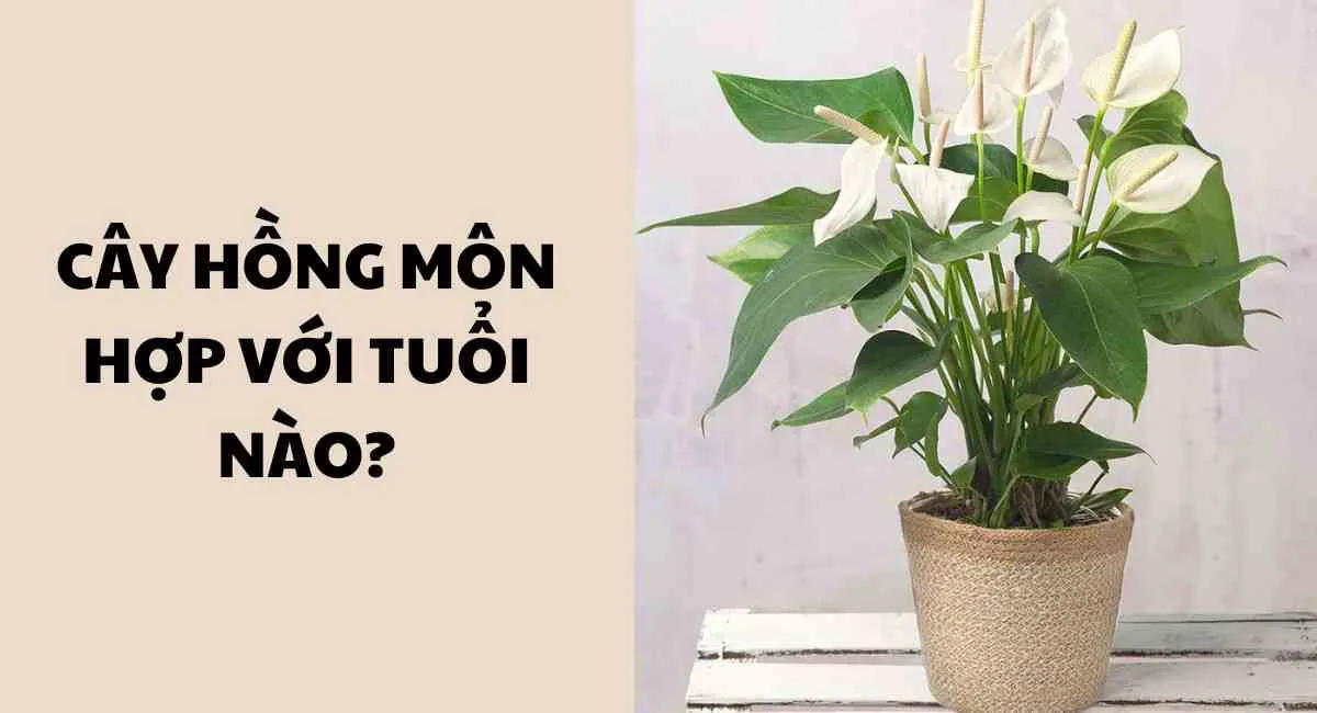 Cây hồng môn hợp với tuổi nào? 10+ tuổi sau trồng cây này cho công việc đại phát