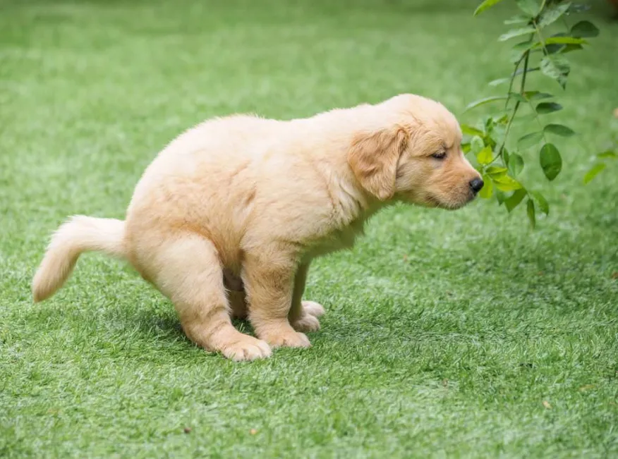 Chó vào nhà là điềm gì? Làm ngay điều này để không mất tài lộc