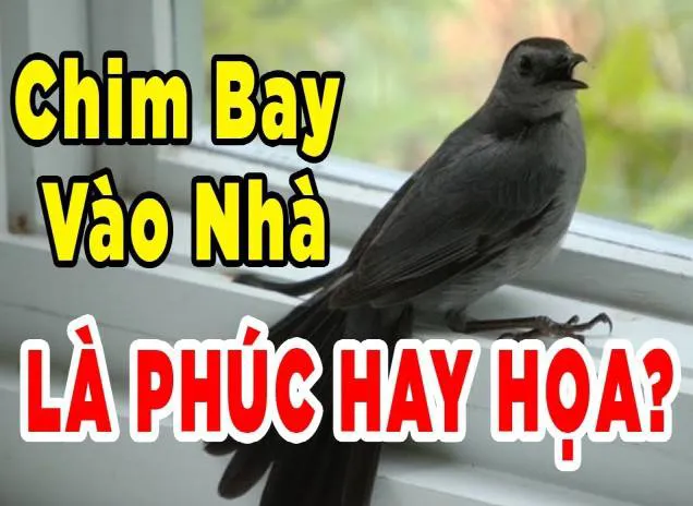 Có chim bay vào nhà là điềm gì? Bí ẩn về chim khi bay vào nhà