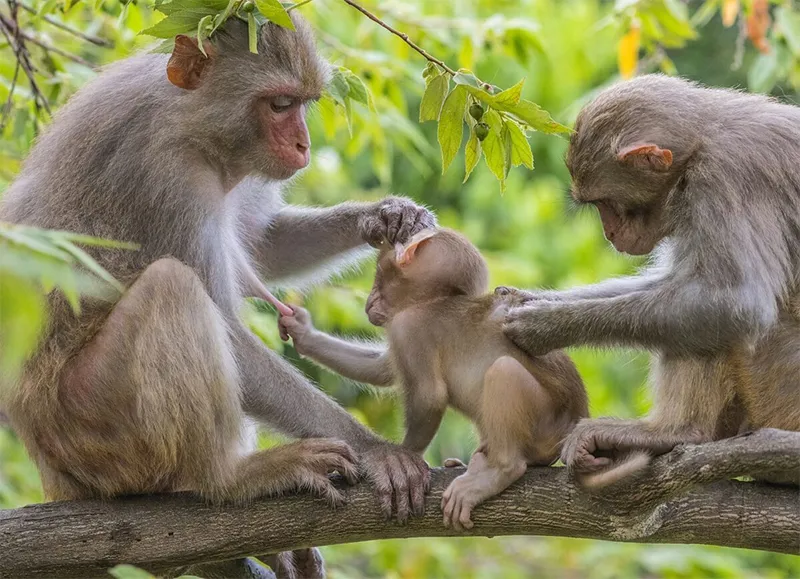 Con khỉ vào nhà tốt hay xấu? Vận may bất ngờ, cả năm nhận tài lộc nhờ điều này