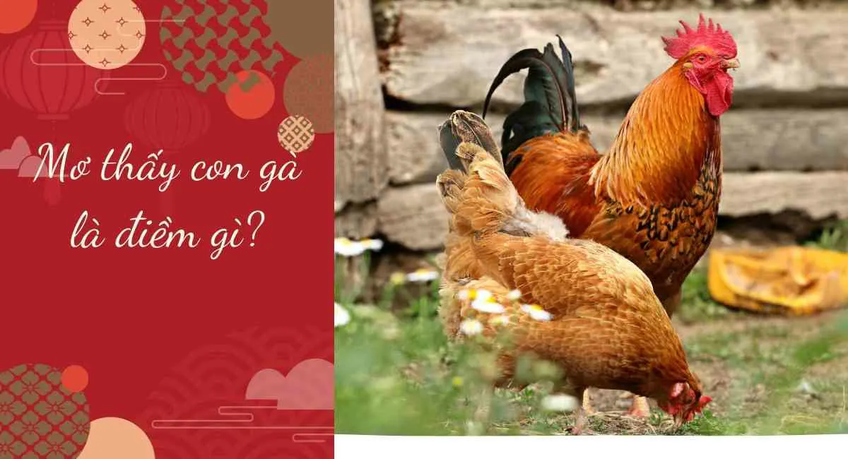 Giấc mơ thấy con gà là điềm gì? Phú quý vinh hoa hay hao tài tán sản