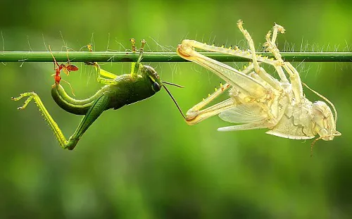 Giấc mơ thấy côn trùng: 99% bạn đang bị quấy rối và phiền nhiễu