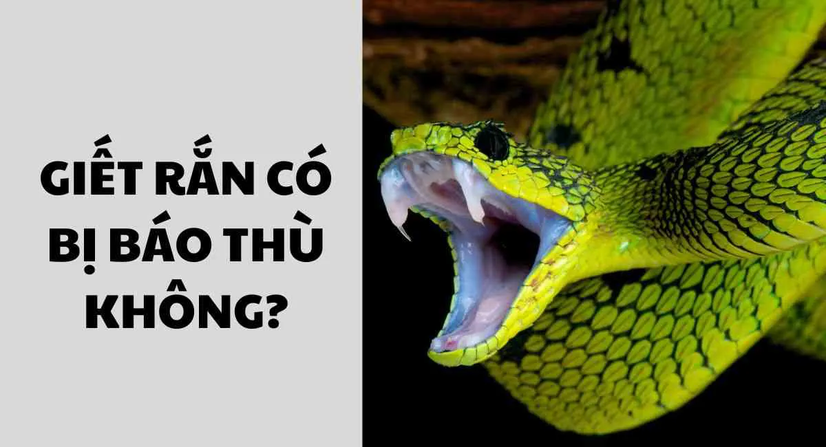 Giết rắn có bị báo thù không? Không lo bị trả thù nhờ bí quyết này