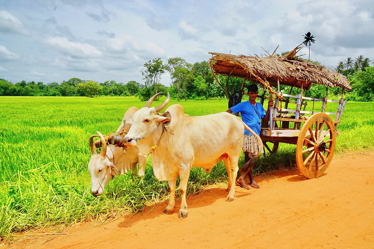 Nằm mơ thấy bò vàng là điềm báo gì? Lộc trời ban, sự nghiệp lên như diều gặp gió