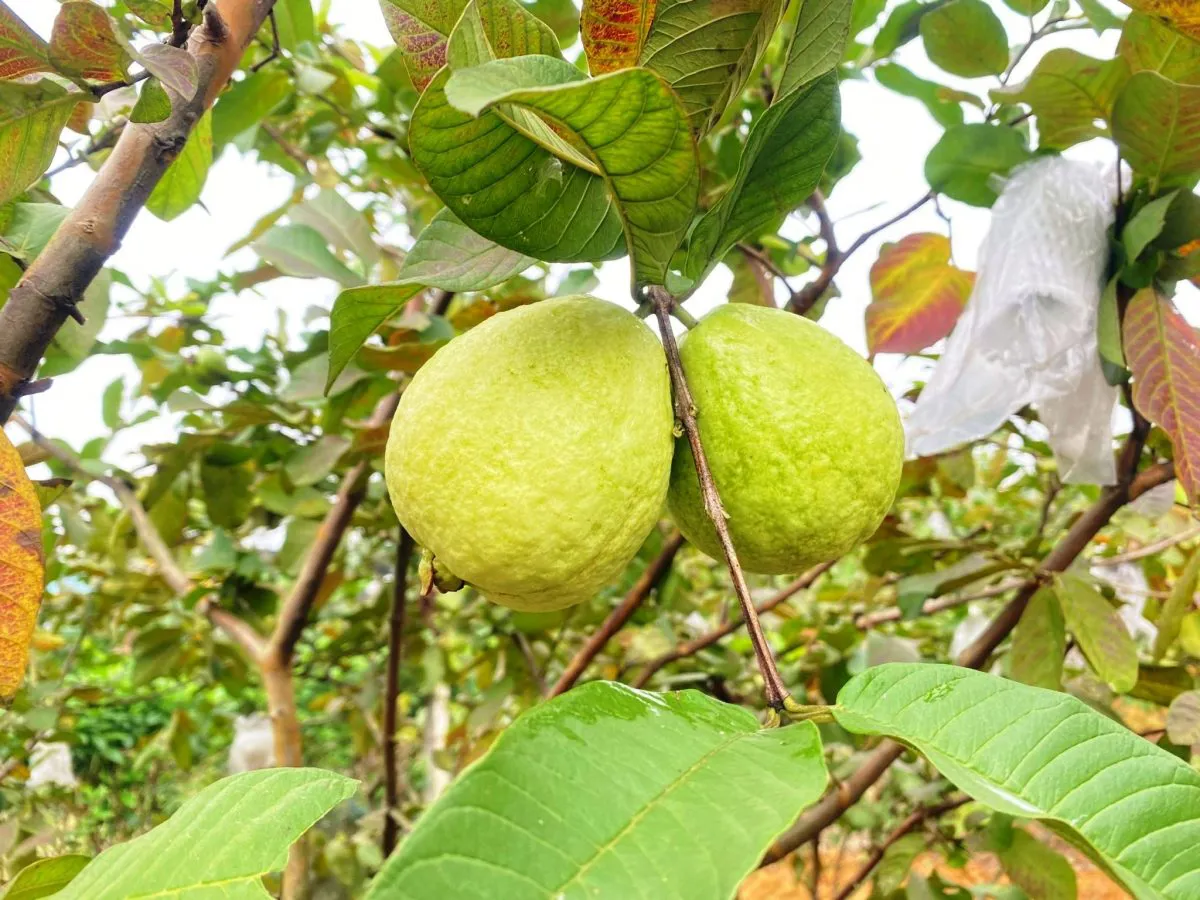 Nằm mơ thấy hái trái cây chín ăn: Tín hiệu tốt lành, tình – tiền – tài cực thịnh