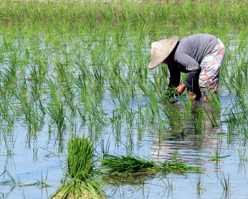 Nằm mơ thấy lội ruộng: Tài lộc dồi dào, nằm không cũng có tiền nhờ vào dấu hiệu này