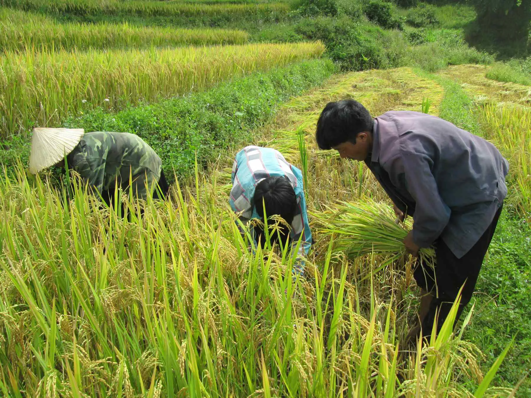 Nằm mơ thấy người ta cho gạo: Ăn nên làm ra, tài lộc cực đỏ nếu biết cách tận dụng