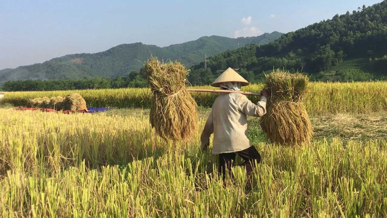 Nằm mơ thấy ruộng lúa xanh mướt: Điềm báo hạnh phúc, tài lộc bội thu