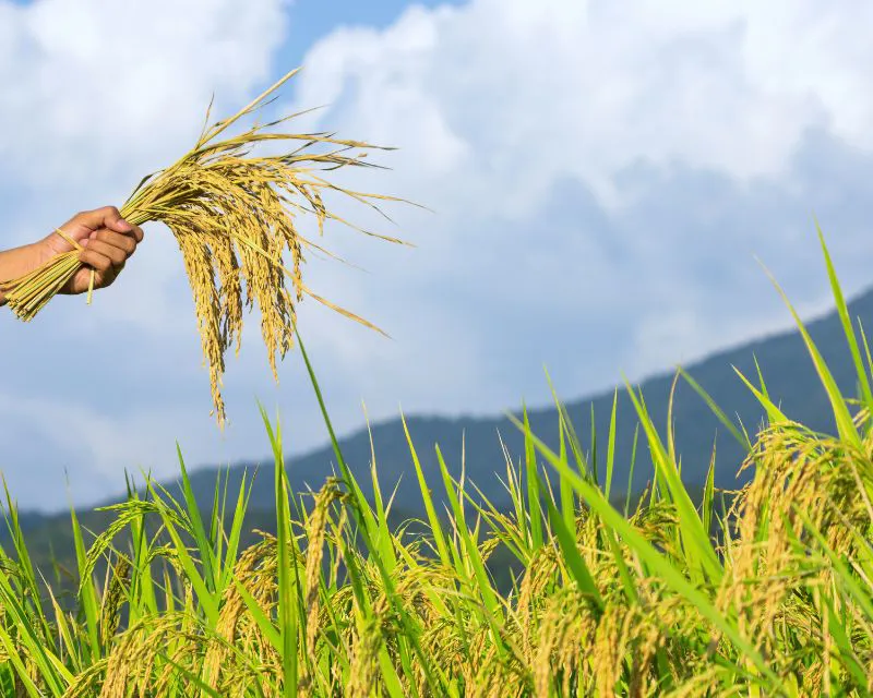 Nằm mơ thấy thóc: Cuộc sống đủ đầy, gia đạo hạnh phúc nếu thấy điều này