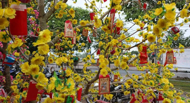 Những cách trang trí cây mai ngày Tết siêu đẹp, ai vào nhà cũng phải khen tấm tắc