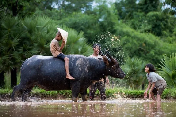 Tuổi Sửu sinh năm bao nhiêu: Dự đoán tử vi trọn đời của người tuổi Sửu