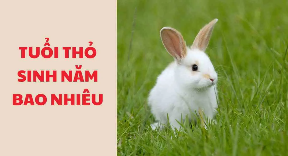 Tuổi Thỏ sinh năm bao nhiêu? Làm ngay 3 việc này giúp xua đuổi vận hạn thành công